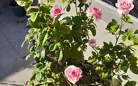 17 flats&Roof Garden