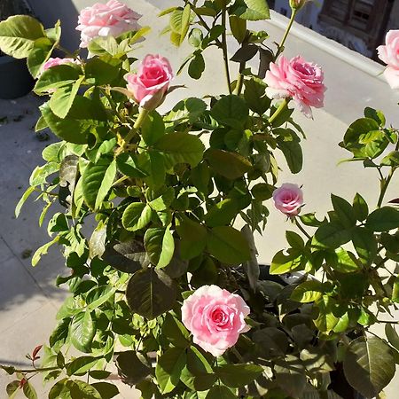 17 flats&Roof Garden Appartement Athene Buitenkant foto