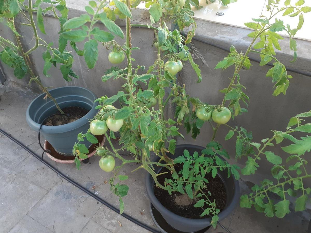 17 flats&Roof Garden Appartement Athene Buitenkant foto