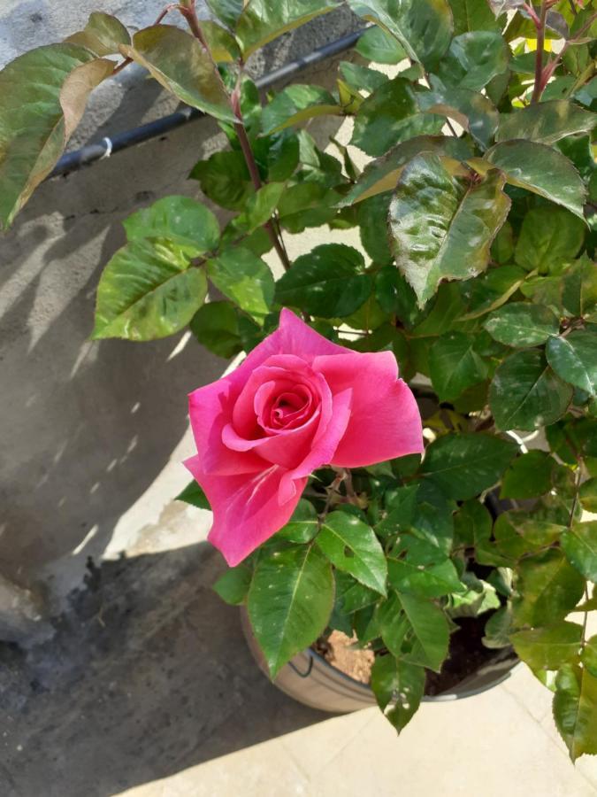 17 flats&Roof Garden Appartement Athene Buitenkant foto
