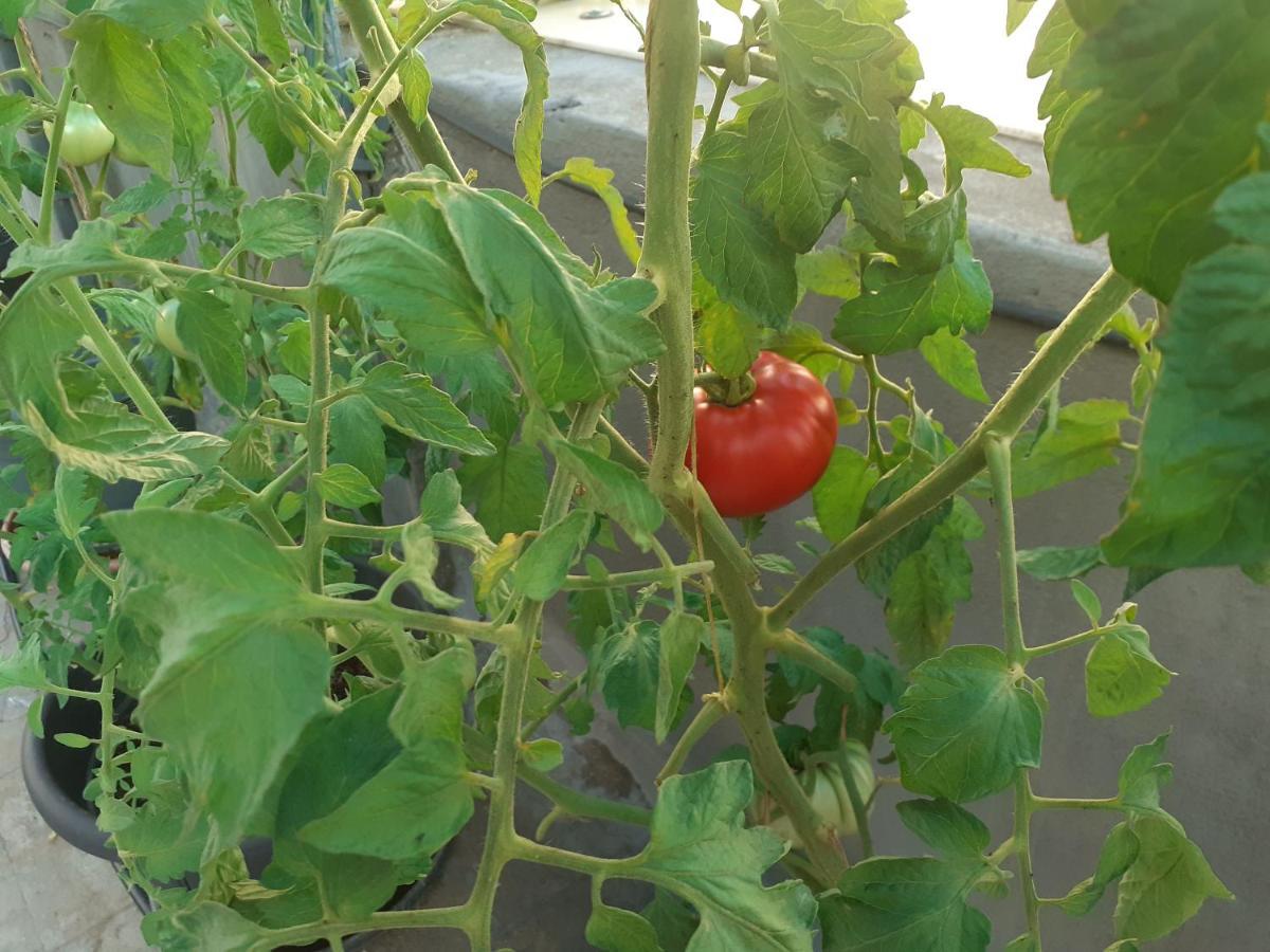 17 flats&Roof Garden Appartement Athene Buitenkant foto