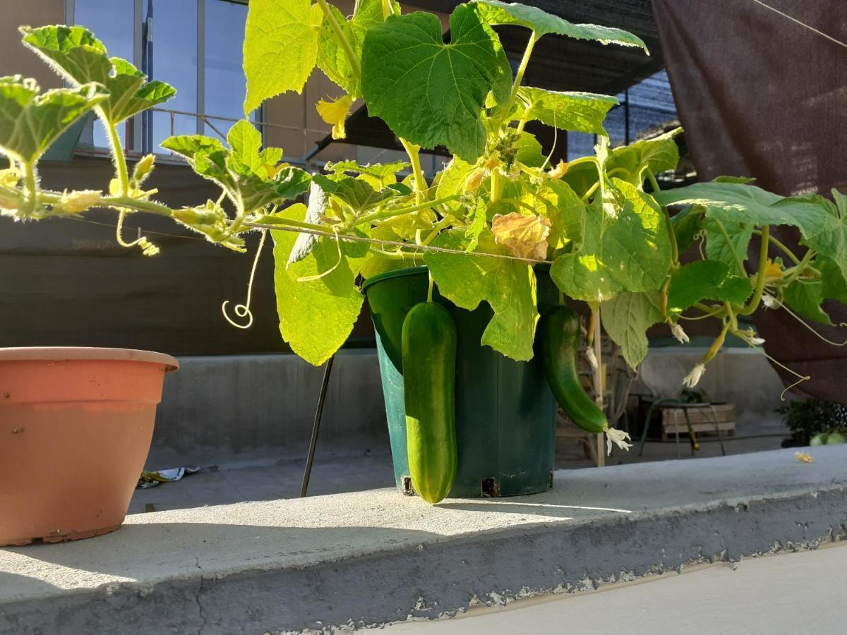 17 flats&Roof Garden Appartement Athene Buitenkant foto